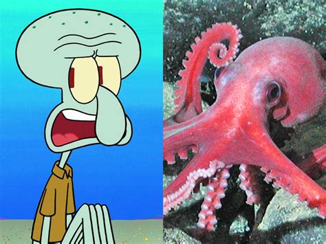 is squidward a squid or an octopus|what is squidward real name.